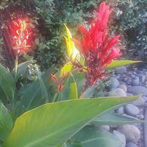 *~ 2 Cana Lilly Tropical Plant Bulb Bundle  ~*